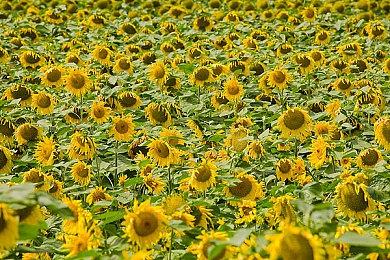 《天国：拯救2》盔甲介绍：板甲防护性强 弱点也少